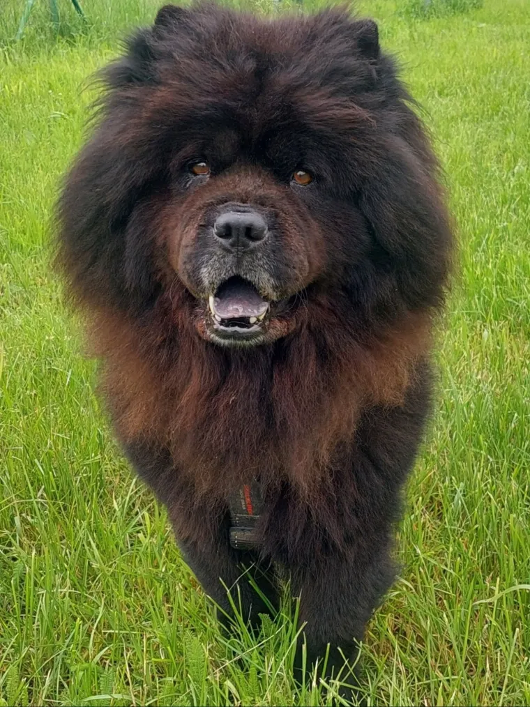 Ne znamo koji je slađi, možete li vi odlučiti? Chow Chow kroz objektiv na&scaron;ih čitatelja