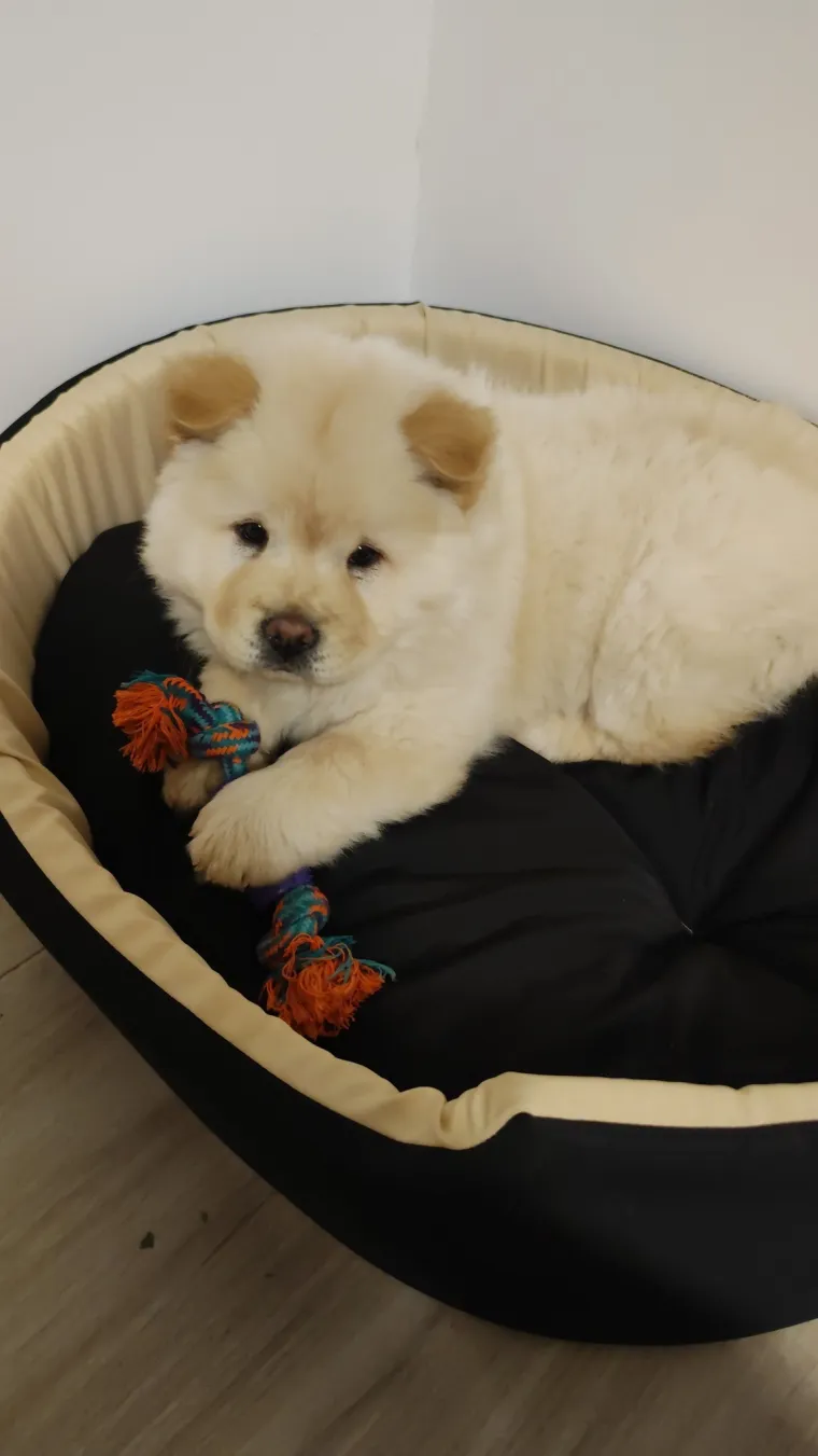 Ne znamo koji je slađi, možete li vi odlučiti? Chow Chow kroz objektiv na&scaron;ih čitatelja