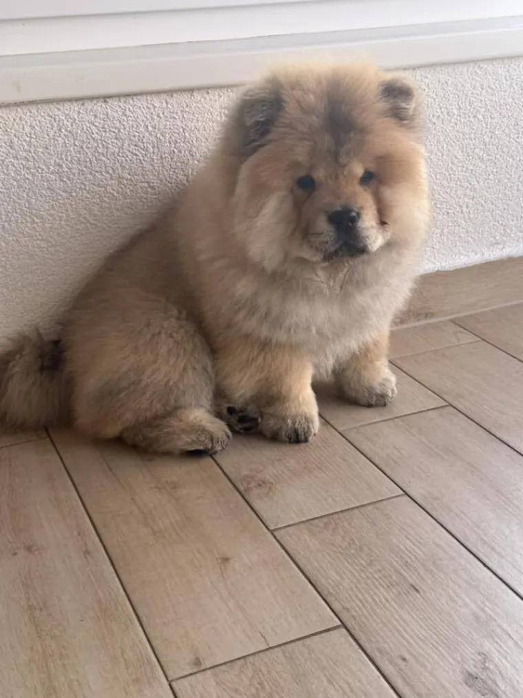 Ne znamo koji je slađi, možete li vi odlučiti? Chow Chow kroz objektiv na&scaron;ih čitatelja