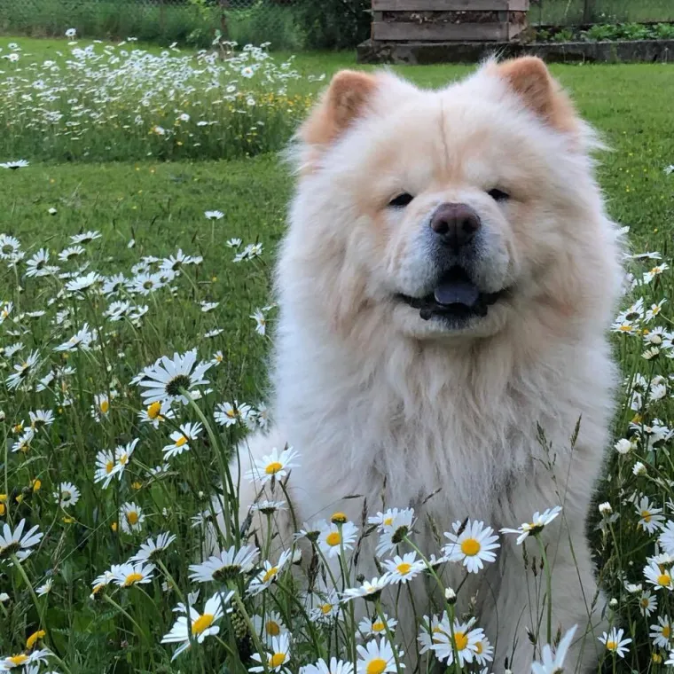 Ne znamo koji je slađi, možete li vi odlučiti? Chow Chow kroz objektiv na&scaron;ih čitatelja