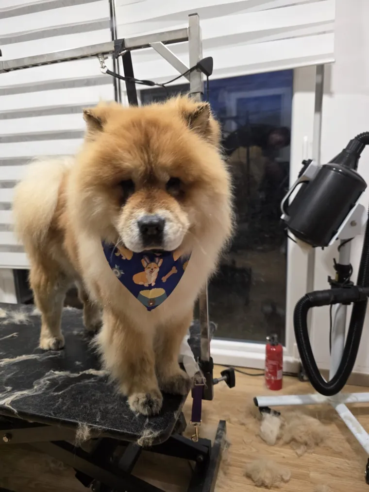 Ne znamo koji je slađi, možete li vi odlučiti? Chow Chow kroz objektiv na&scaron;ih čitatelja