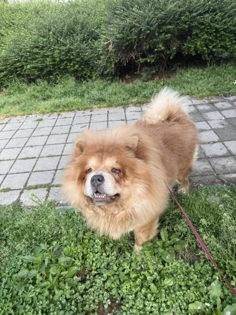 Ne znamo koji je slađi, možete li vi odlučiti? Chow Chow kroz objektiv na&scaron;ih čitatelja