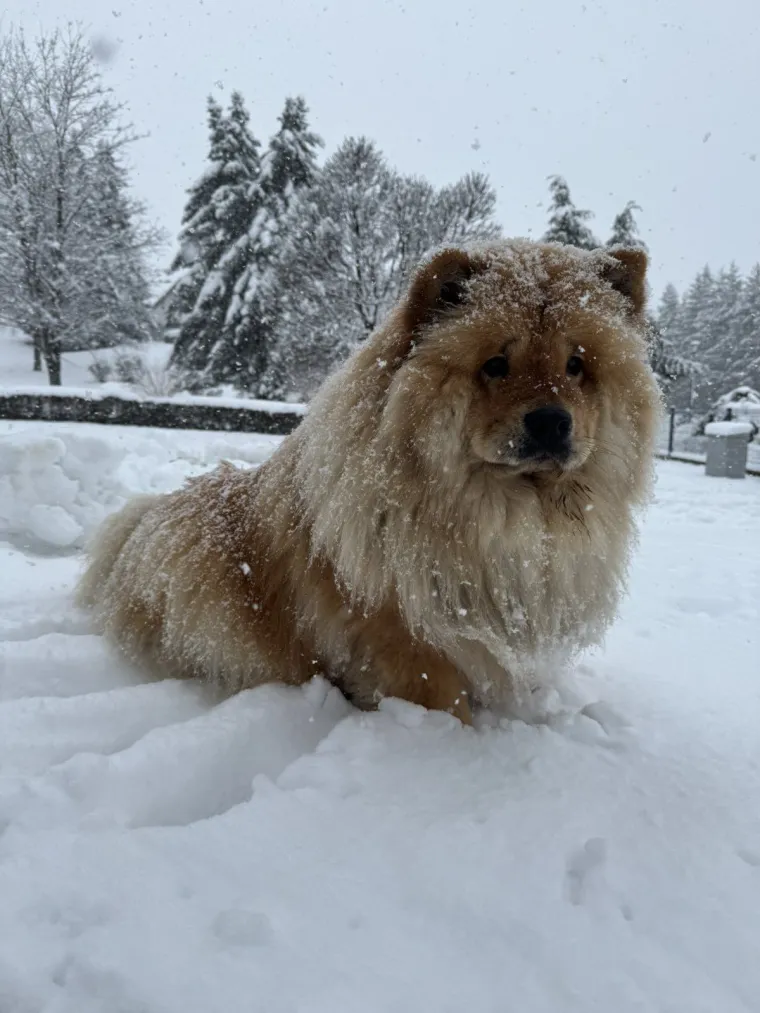 Ne znamo koji je slađi, možete li vi odlučiti? Chow Chow kroz objektiv na&scaron;ih čitatelja