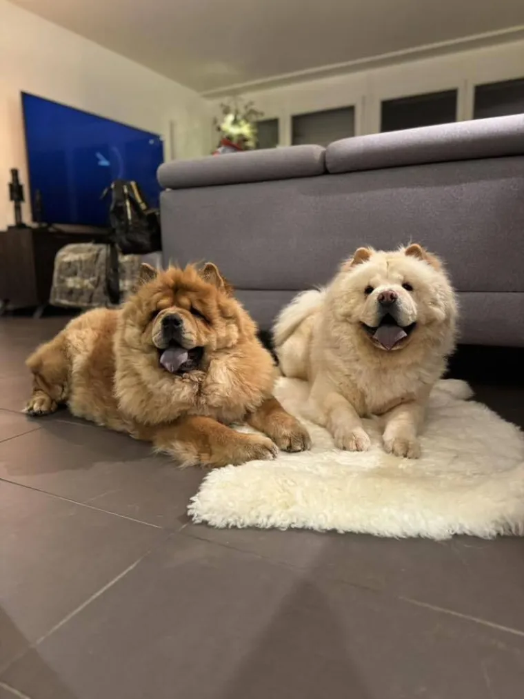 Ne znamo koji je slađi, možete li vi odlučiti? Chow Chow kroz objektiv na&scaron;ih čitatelja