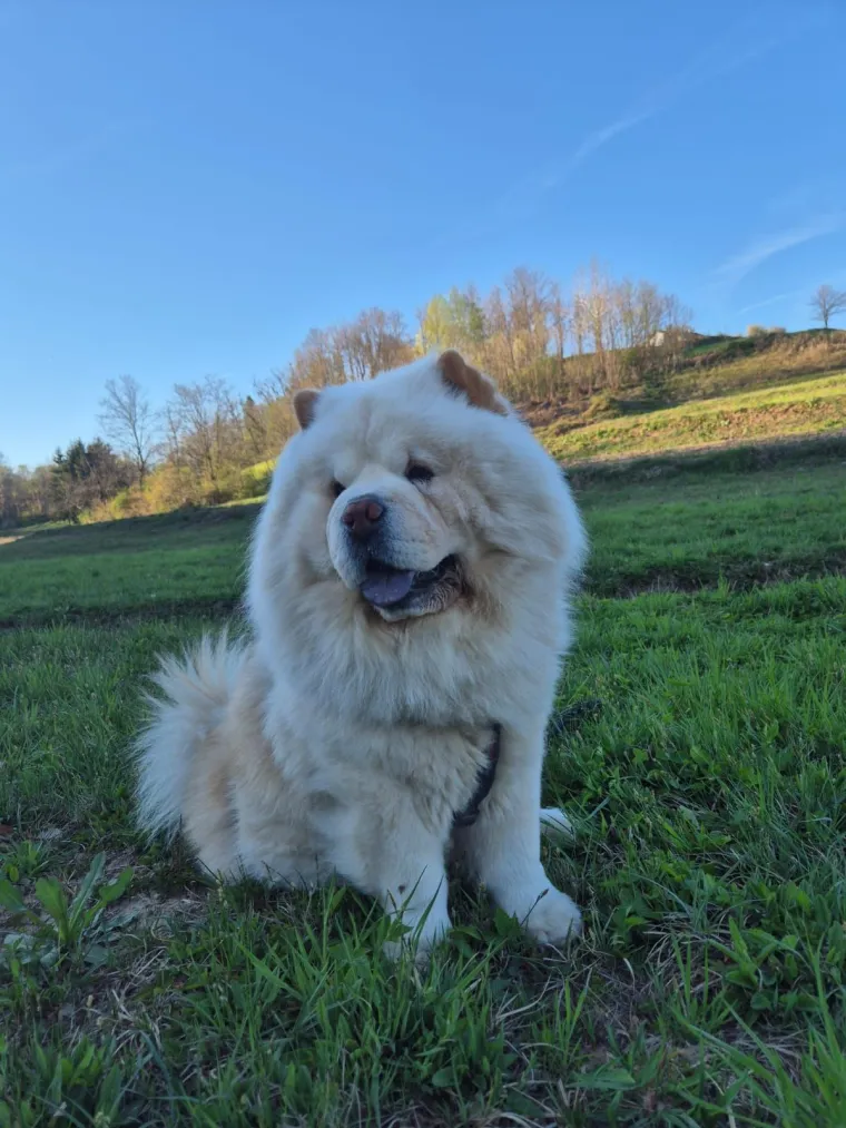 Ne znamo koji je slađi, možete li vi odlučiti? Chow Chow kroz objektiv na&scaron;ih čitatelja