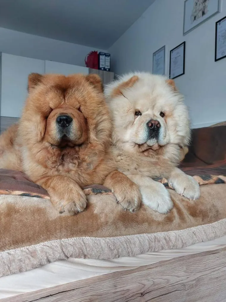 Ne znamo koji je slađi, možete li vi odlučiti? Chow Chow kroz objektiv na&scaron;ih čitatelja