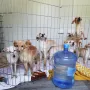 Kakvi prizori! Živjeli su u paklu, a sada su napokon spašeni: Ovo je kuća koja je šokirala javnost