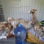 Kakvi prizori! Živjeli su u paklu, a sada su napokon spašeni: Ovo je kuća koja je šokirala javnost