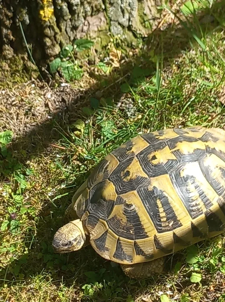 Ove neobične ljepotice osvajaju na prvi pogled: Fotkice va&scaron;ih kornjača su nas odu&scaron;evile