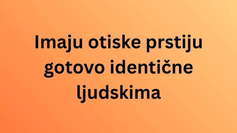 Fauna Australije je bogata brojnim vrstama, dokažite u kvizu da ih dobro poznajete