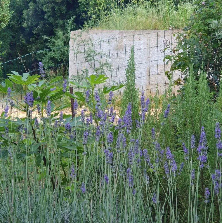 Podijelili ste s nama mirisne kutke va&scaron;ih vrtova: Ova biljka stvaraju osjećaj topline, mira i ljeta