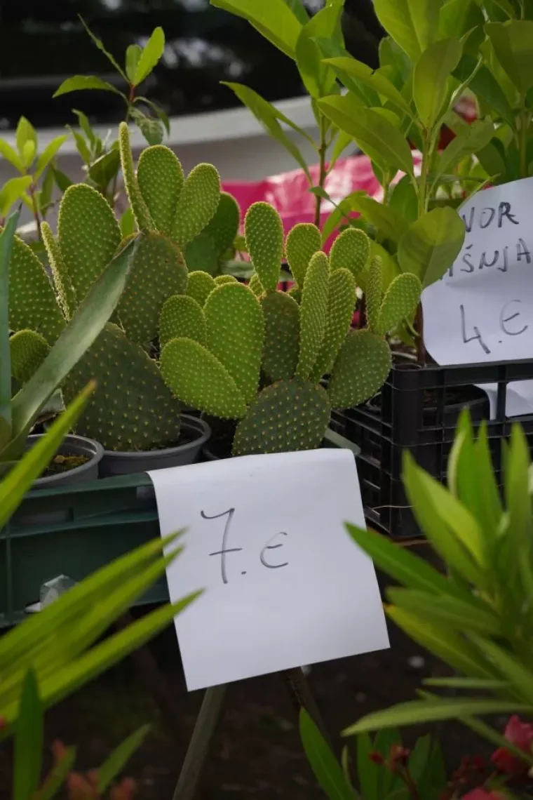 Čakovečki sajam otkrio cijene koje su neke iznenadile: Biste li vi dali 10 eura za ovo?