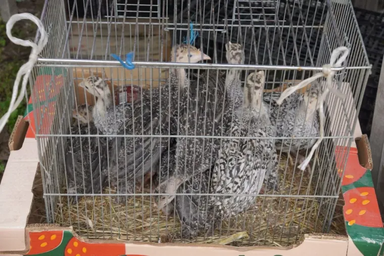 Čakovečki sajam otkrio cijene koje su neke iznenadile: Biste li vi dali 10 eura za ovo?