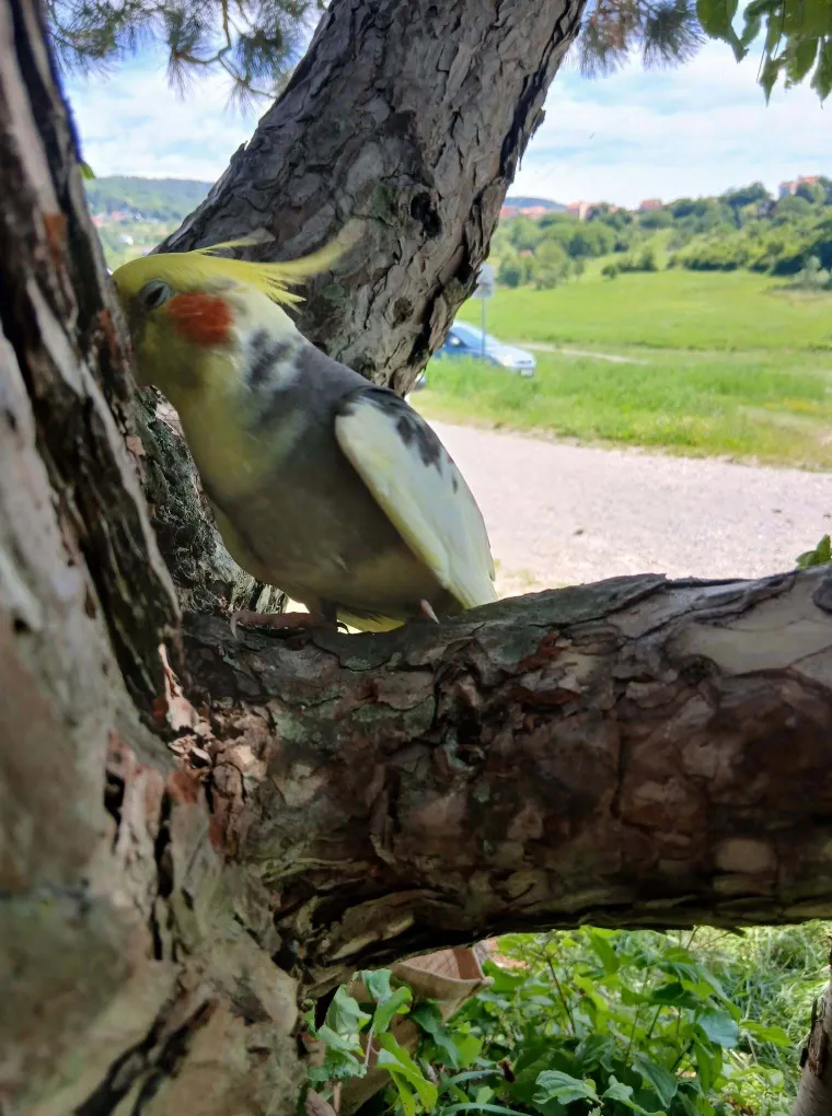 One trebaju &scaron;to vi&scaron;e vremena izvan kaveza: Osvojile su nas fotografije va&scaron;ih nimfi