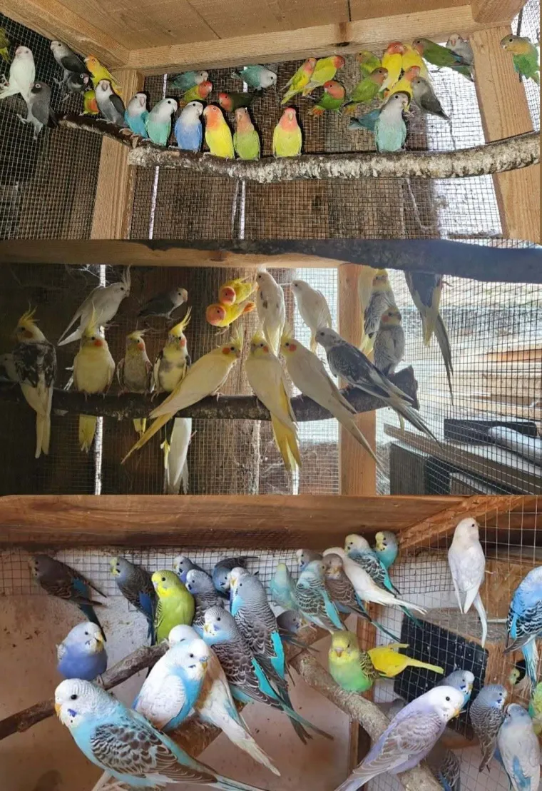 One trebaju &scaron;to vi&scaron;e vremena izvan kaveza: Osvojile su nas fotografije va&scaron;ih nimfi