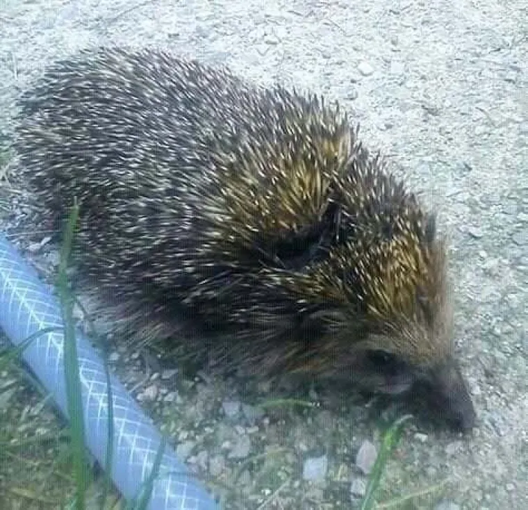 Preslatki su, bodljikavi i neodoljivi: Mi se ne možemo odlučiti koji je najslađi, a vi?