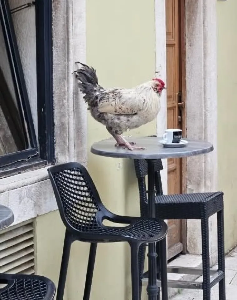 Ovo su najurnebesniji prizori iz Dalmacije: Takve ludosti samo njima mogu pasti na pamet