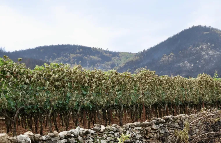 Fotografije otkrivaju razmjere katastrofe: Crnilo, pepeo i spaljena priroda dokle pogled seže