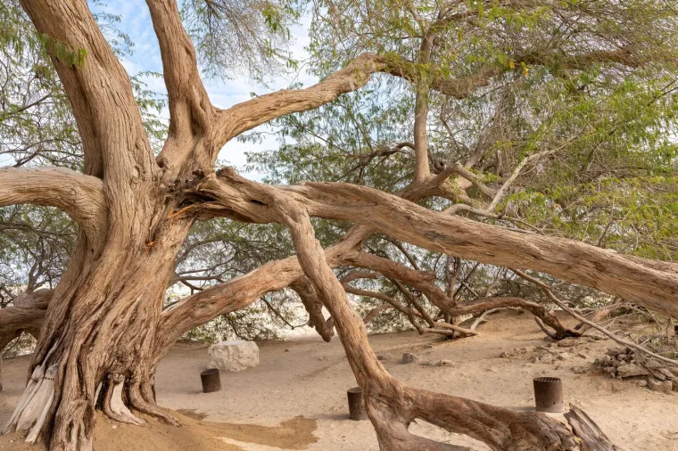 Ovo su najljep&scaron;a stabla na svijetu: Izgledaju kao iz bajke i skrivaju posebne priče