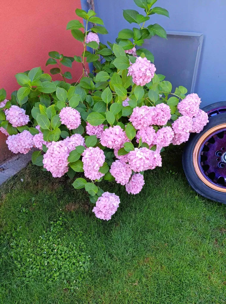 Odu&scaron;evljavaju rasko&scaron;nim cvatom: Ovo su fotografije va&scaron;ih ljepotica