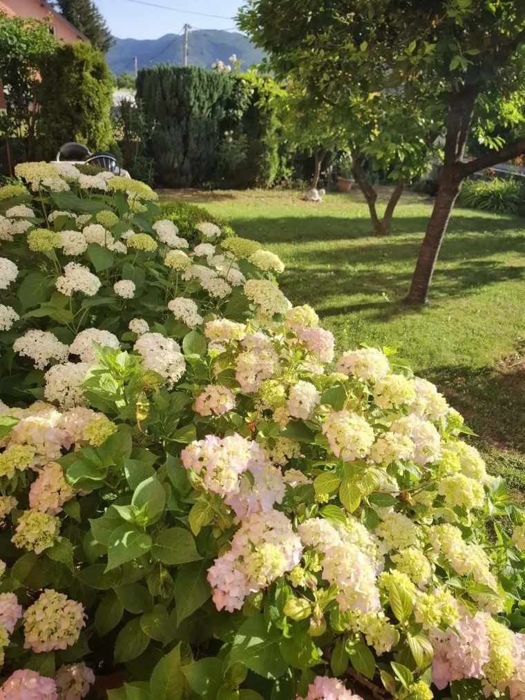 Odu&scaron;evljavaju rasko&scaron;nim cvatom: Ovo su fotografije va&scaron;ih ljepotica