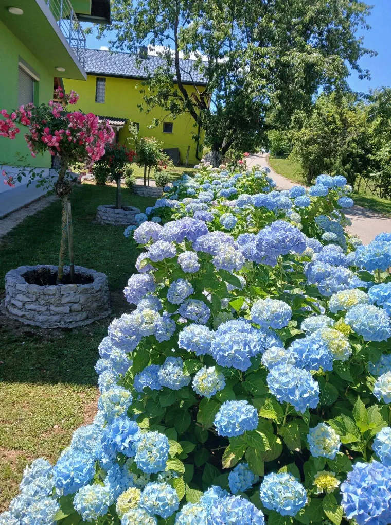 Odu&scaron;evljavaju rasko&scaron;nim cvatom: Ovo su fotografije va&scaron;ih ljepotica
