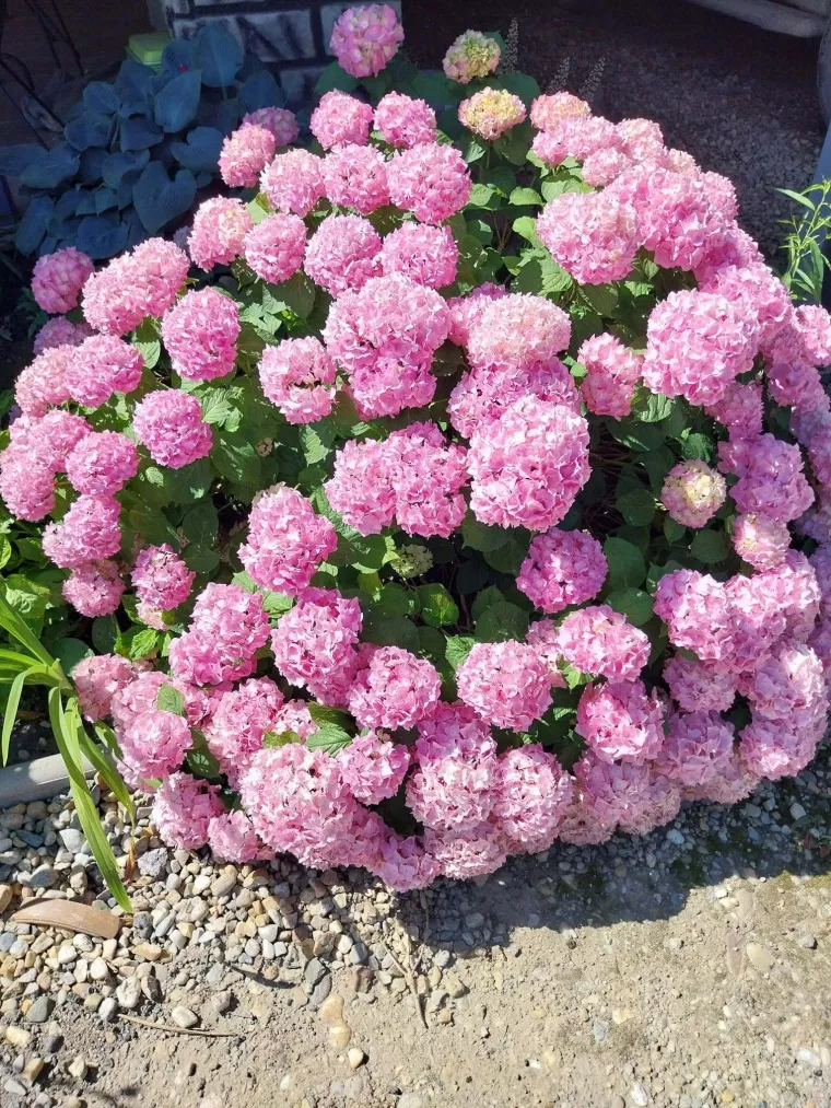Odu&scaron;evljavaju rasko&scaron;nim cvatom: Ovo su fotografije va&scaron;ih ljepotica