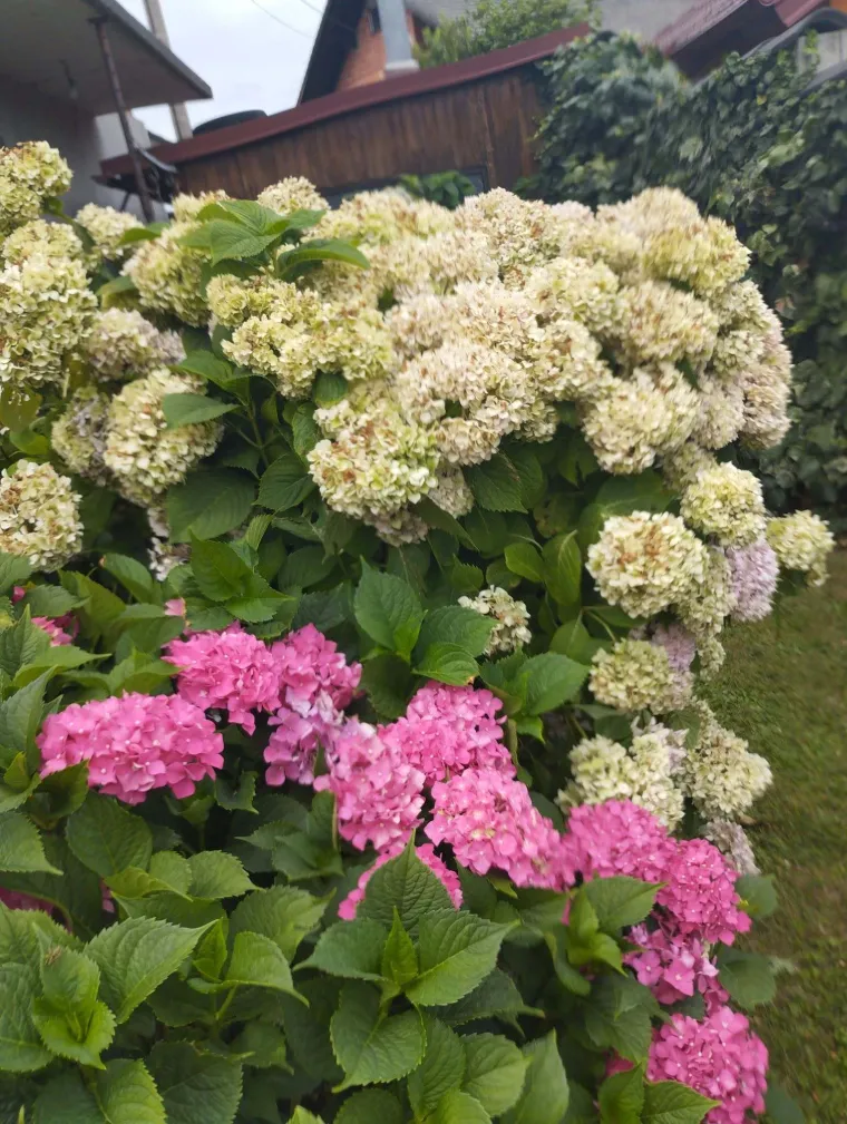 Odu&scaron;evljavaju rasko&scaron;nim cvatom: Ovo su fotografije va&scaron;ih ljepotica