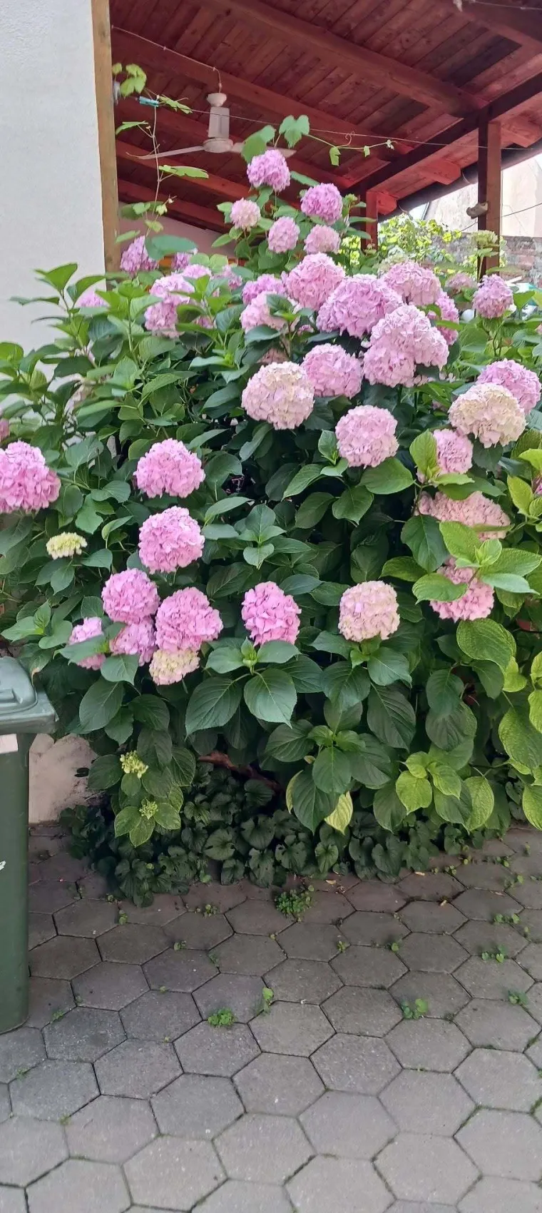 Odu&scaron;evljavaju rasko&scaron;nim cvatom: Ovo su fotografije va&scaron;ih ljepotica