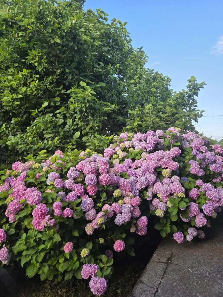 Odu&scaron;evljavaju rasko&scaron;nim cvatom: Ovo su fotografije va&scaron;ih ljepotica