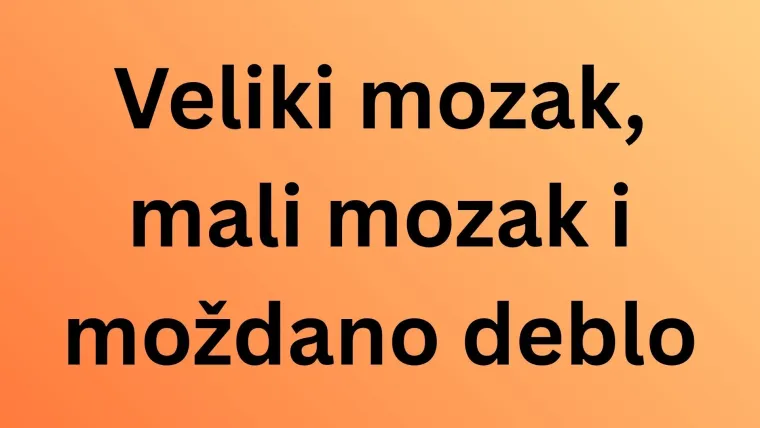 Obilježavamo Svjetski dan mozga: Doznaj u kvizu koliko zna&scaron; o organu ključnom za život