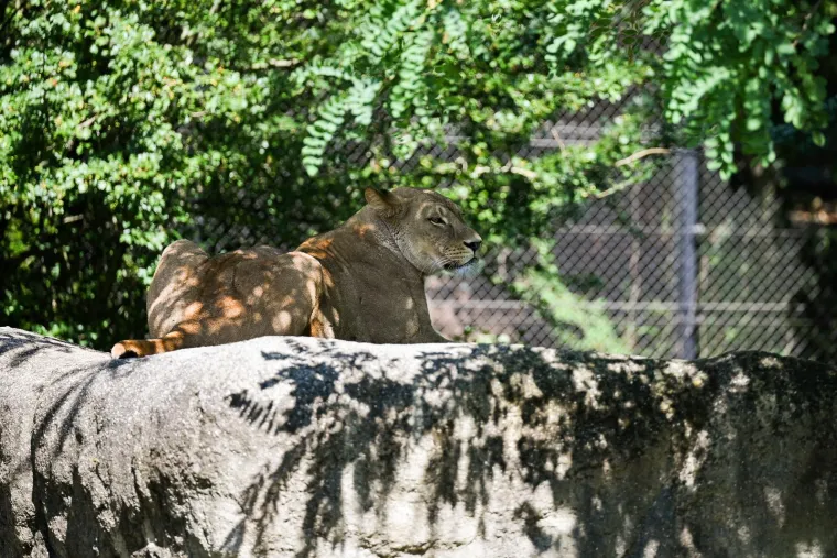 Zagrebački zoolo&scaron;ki dobio novog kralja i kraljicu: Ovo su Uganda i Tayri