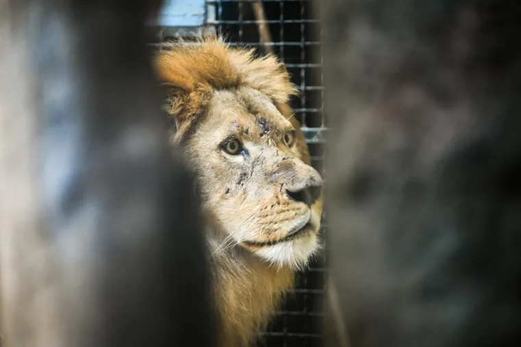 Zagrebački zoolo&scaron;ki dobio novog kralja i kraljicu: Ovo su Uganda i Tayri