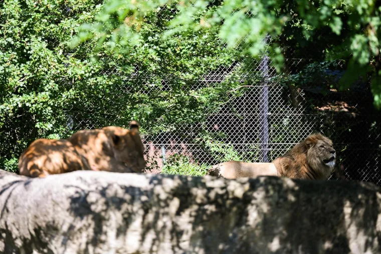 Zagrebački zoolo&scaron;ki dobio novog kralja i kraljicu: Ovo su Uganda i Tayri