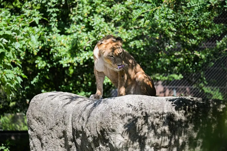 Zagrebački zoolo&scaron;ki dobio novog kralja i kraljicu: Ovo su Uganda i Tayri