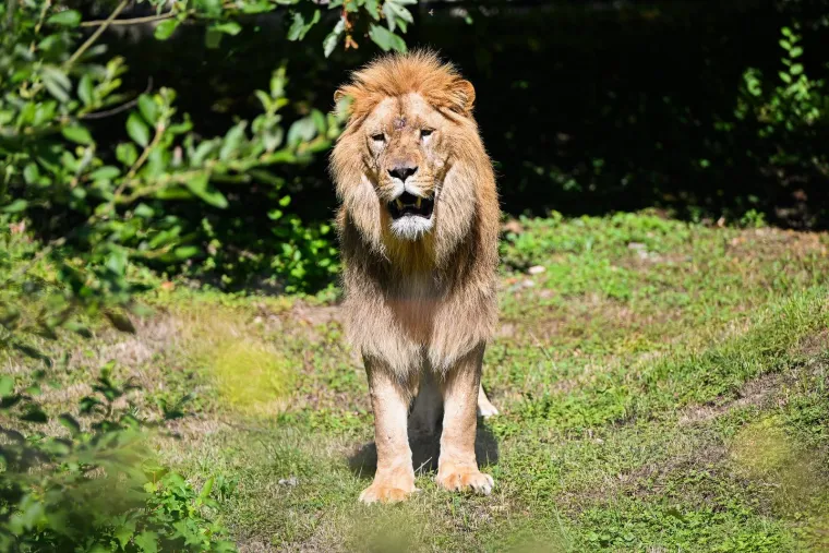 Zagrebački zoolo&scaron;ki dobio novog kralja i kraljicu: Ovo su Uganda i Tayri