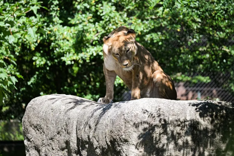 Zagrebački zoolo&scaron;ki dobio novog kralja i kraljicu: Ovo su Uganda i Tayri