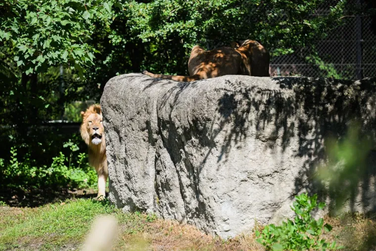 Zagrebački zoolo&scaron;ki dobio novog kralja i kraljicu: Ovo su Uganda i Tayri