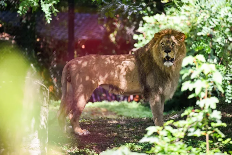 Zagrebački zoolo&scaron;ki dobio novog kralja i kraljicu: Ovo su Uganda i Tayri