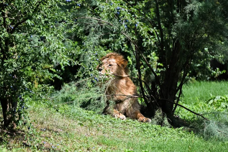 Zagrebački zoolo&scaron;ki dobio novog kralja i kraljicu: Ovo su Uganda i Tayri