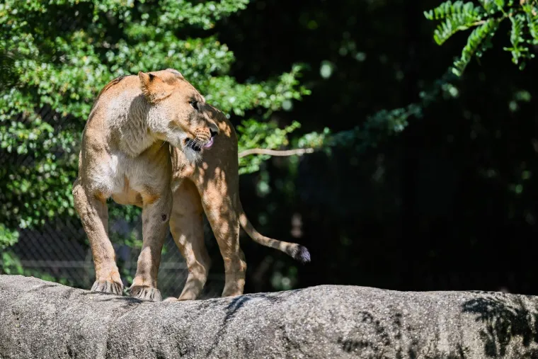 Zagrebački zoolo&scaron;ki dobio novog kralja i kraljicu: Ovo su Uganda i Tayri