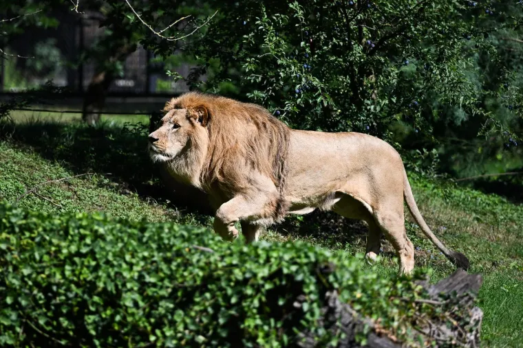 Zagrebački zoolo&scaron;ki dobio novog kralja i kraljicu: Ovo su Uganda i Tayri