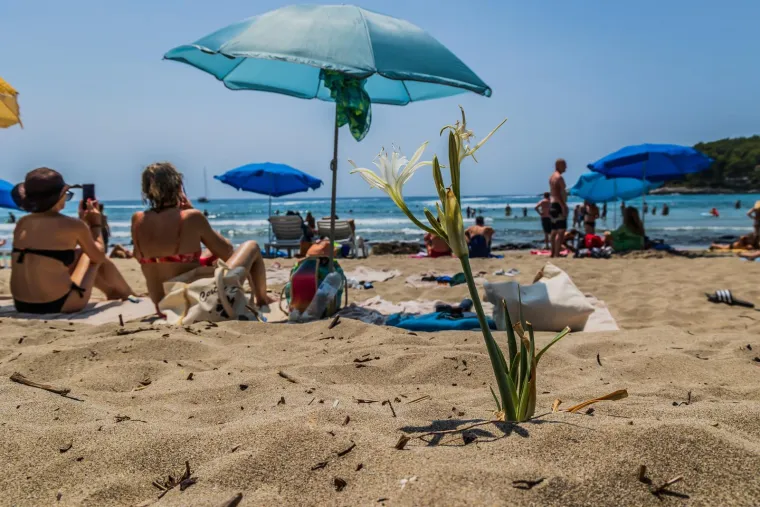 Sunce, badići i čista uživancija: Pogledajte kako su ljepotice okupirale plažu na Korčuli