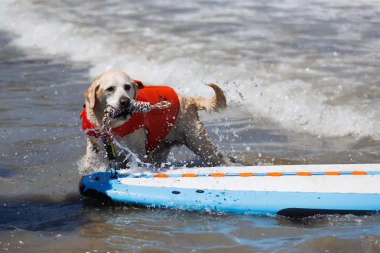 Napokon prizori s plaža na koje se ba&scaron; nitko nije žalio: Neodoljivi psići jahali valove
