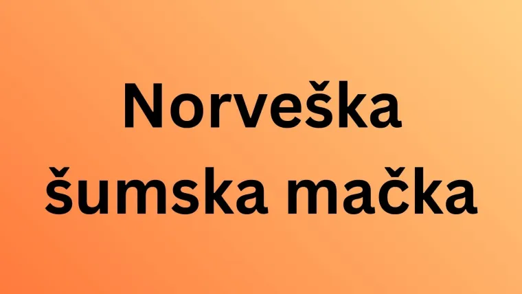 Koliko pasmina mačaka možete prepoznati po fotografiji? Dokaži da si njihov veliki obožavatelj