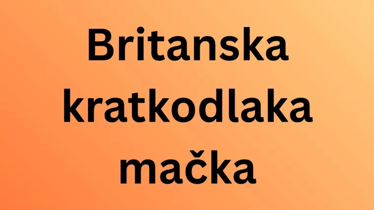 Koliko pasmina mačaka možete prepoznati po fotografiji? Dokaži da si njihov veliki obožavatelj
