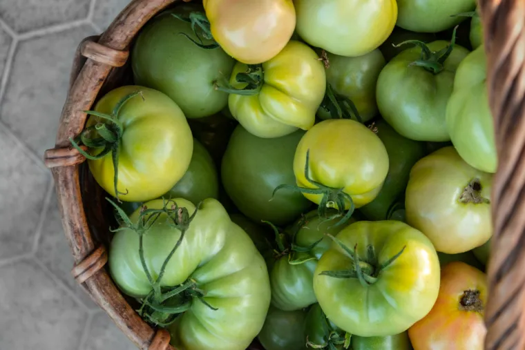 Znate li da ove namirnice psi ne smiju jesti? Mogu biti kobne za va&scaron;eg ljubimca
