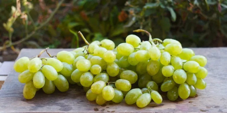 Znate li da ove namirnice psi ne smiju jesti? Mogu biti kobne za va&scaron;eg ljubimca
