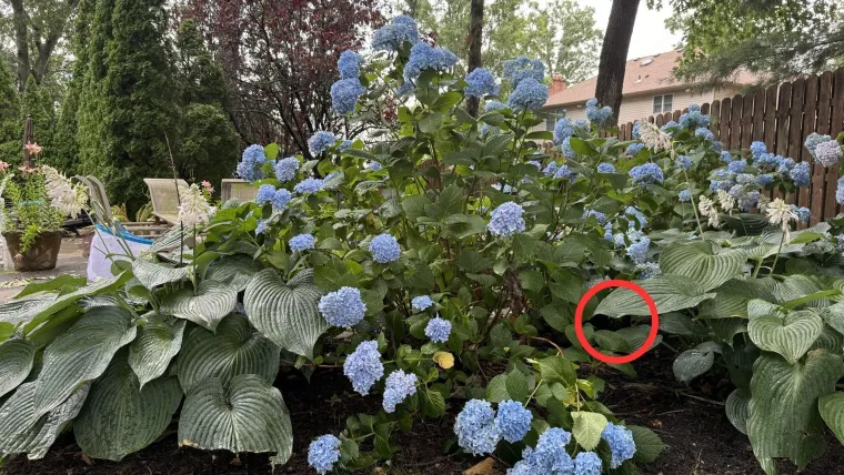 Jeste li detektivi? Ako uspijete pronaći skrivene detalje na ovim fotkama, imate oči sokolove