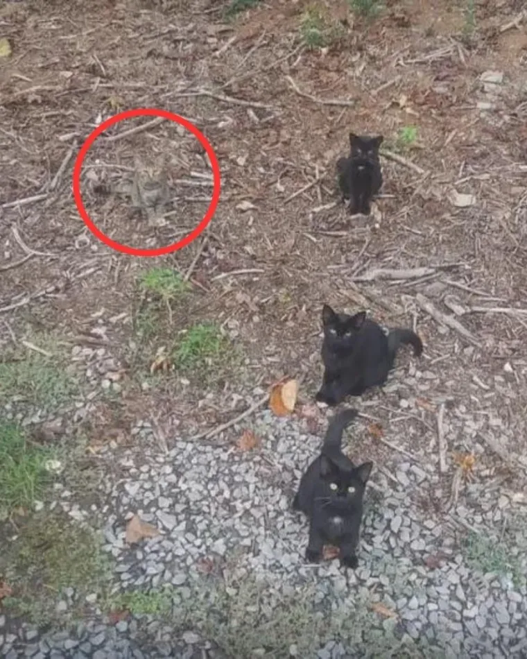 Jeste li detektivi? Ako uspijete pronaći skrivene detalje na ovim fotkama, imate oči sokolove
